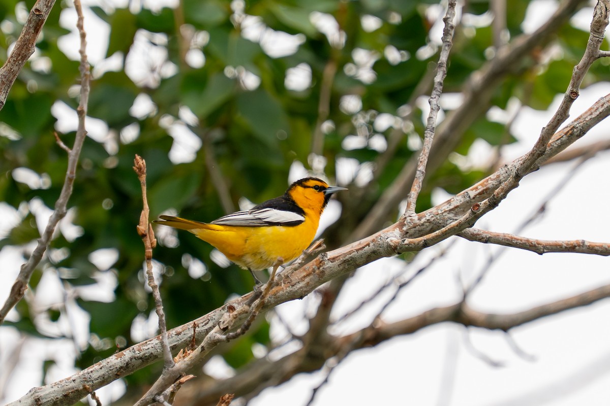 Bullock's Oriole - ML636010511