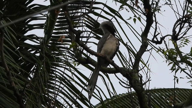 Indian Gray Hornbill - ML636010517