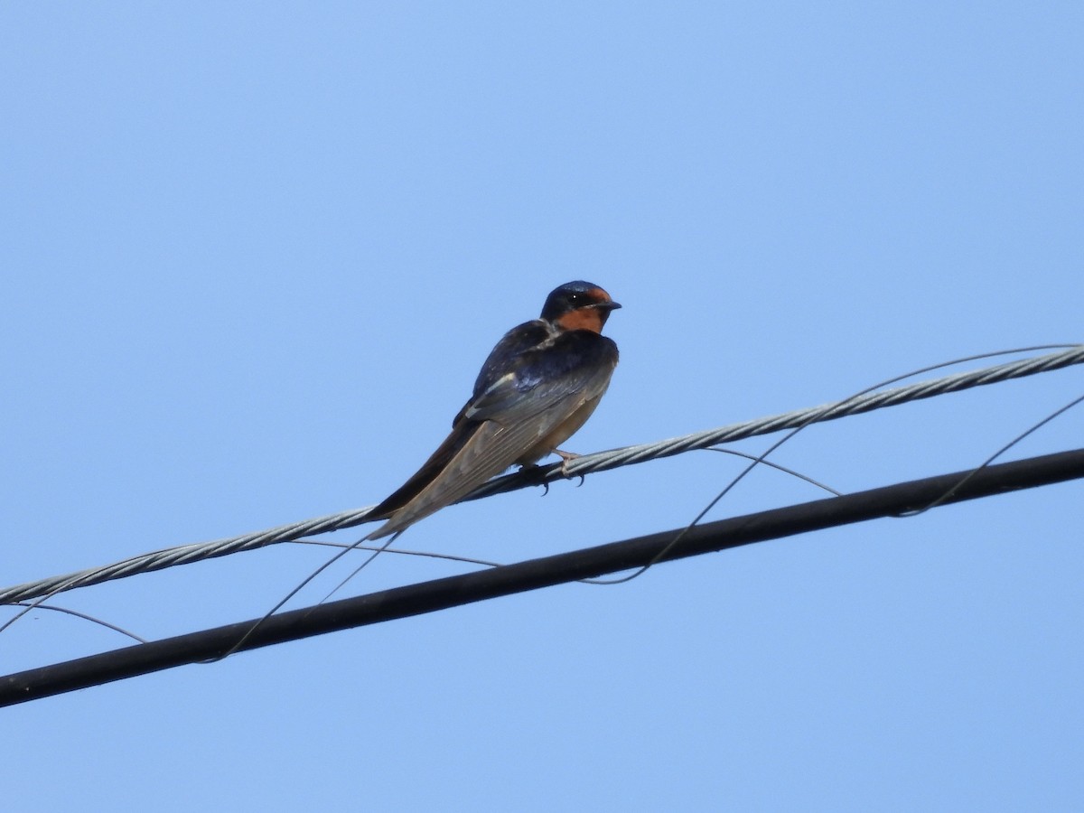 Barn Swallow - ML636010561