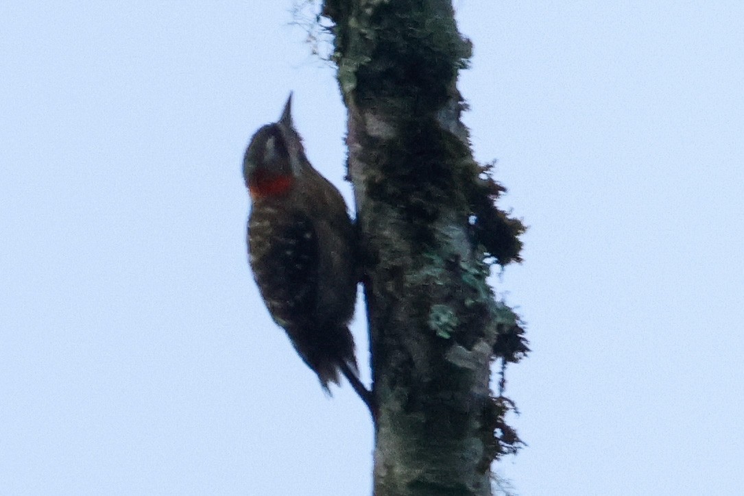 Sulawesi Pygmy Woodpecker - ML636010562
