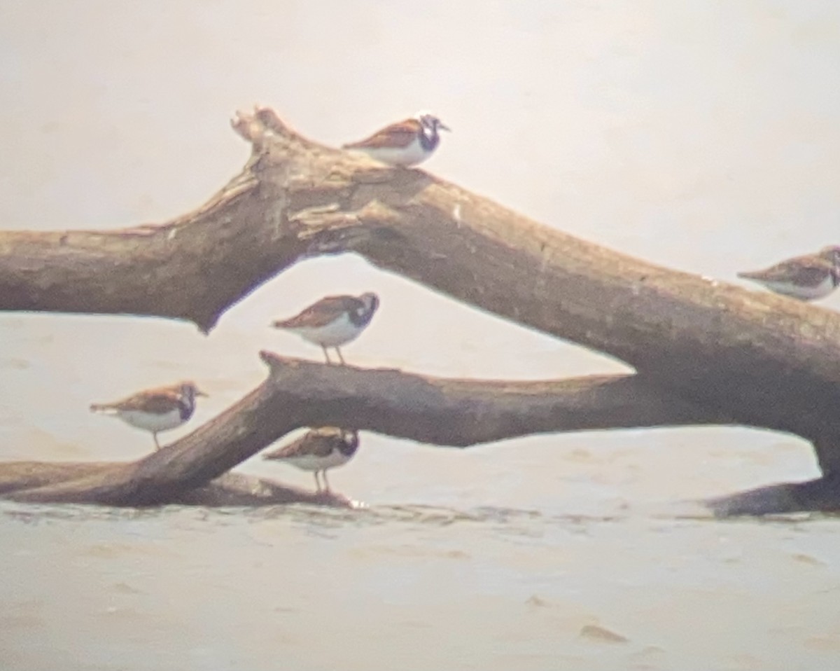 Ruddy Turnstone - ML636010575