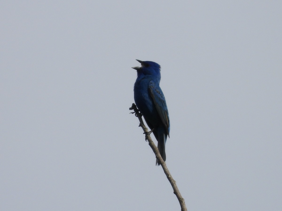 Indigo Bunting - ML636010607