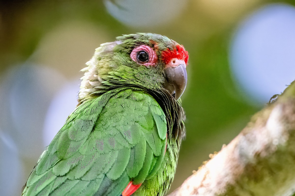 El Oro Parakeet - ML636010608