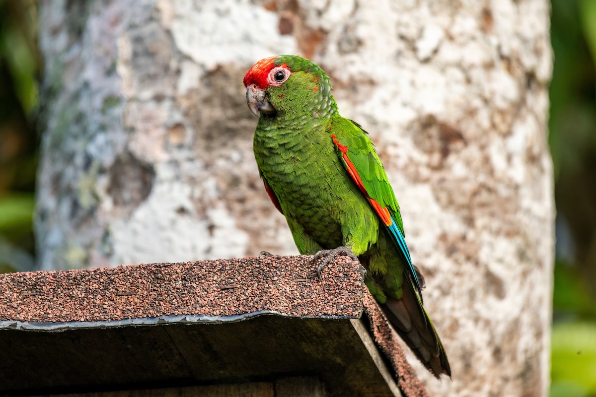 El Oro Parakeet - ML636010609