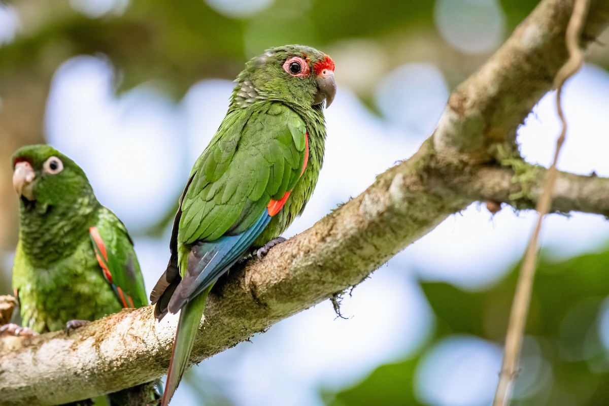 El Oro Parakeet - ML636010611