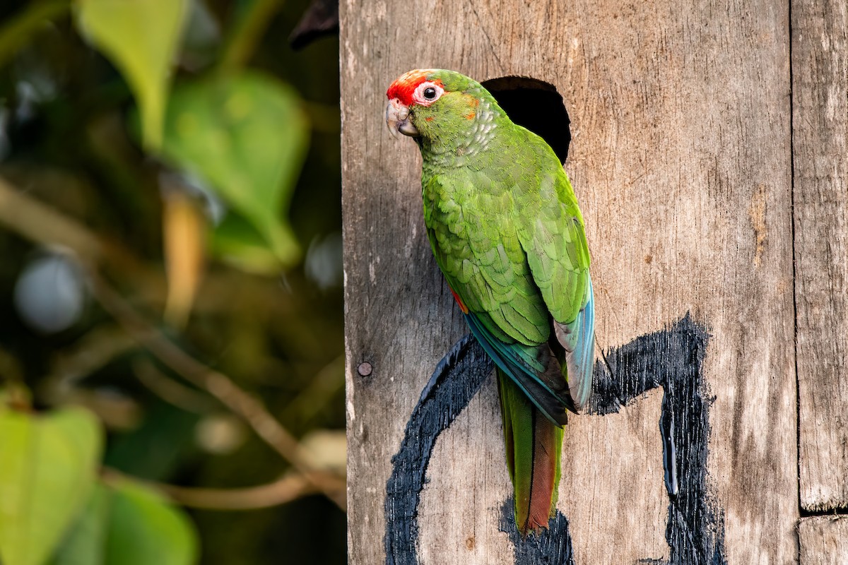 El Oro Parakeet - ML636010612