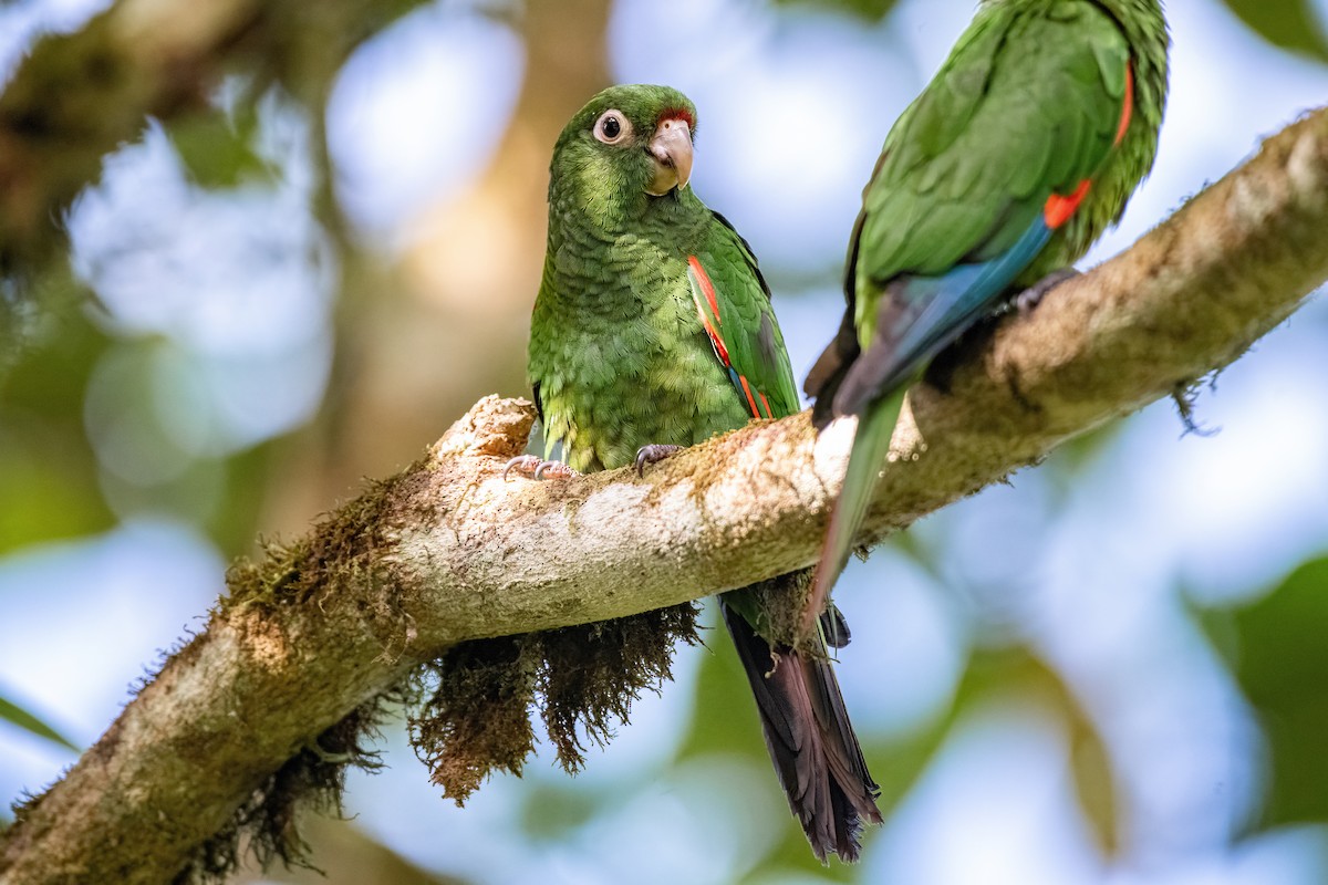 El Oro Parakeet - ML636010613