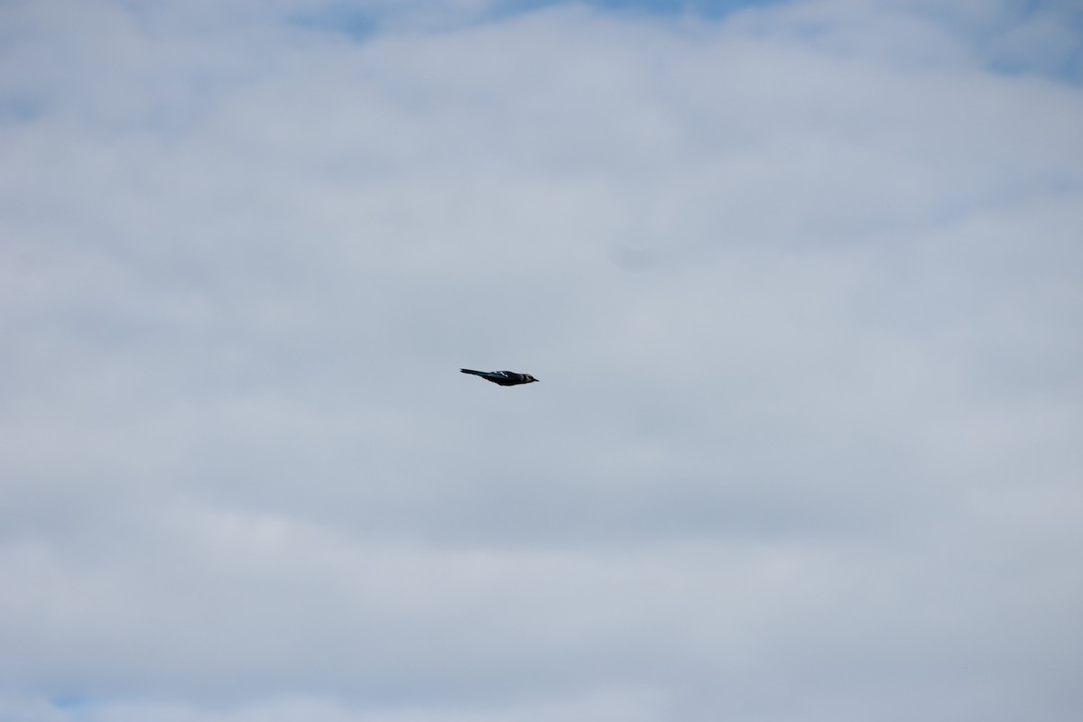 Blue Jay - ML636010617