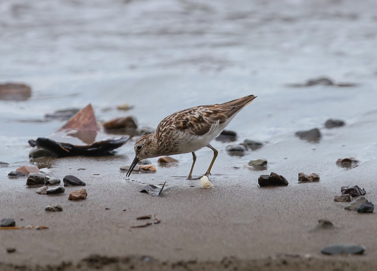 Least Sandpiper - ML636010626