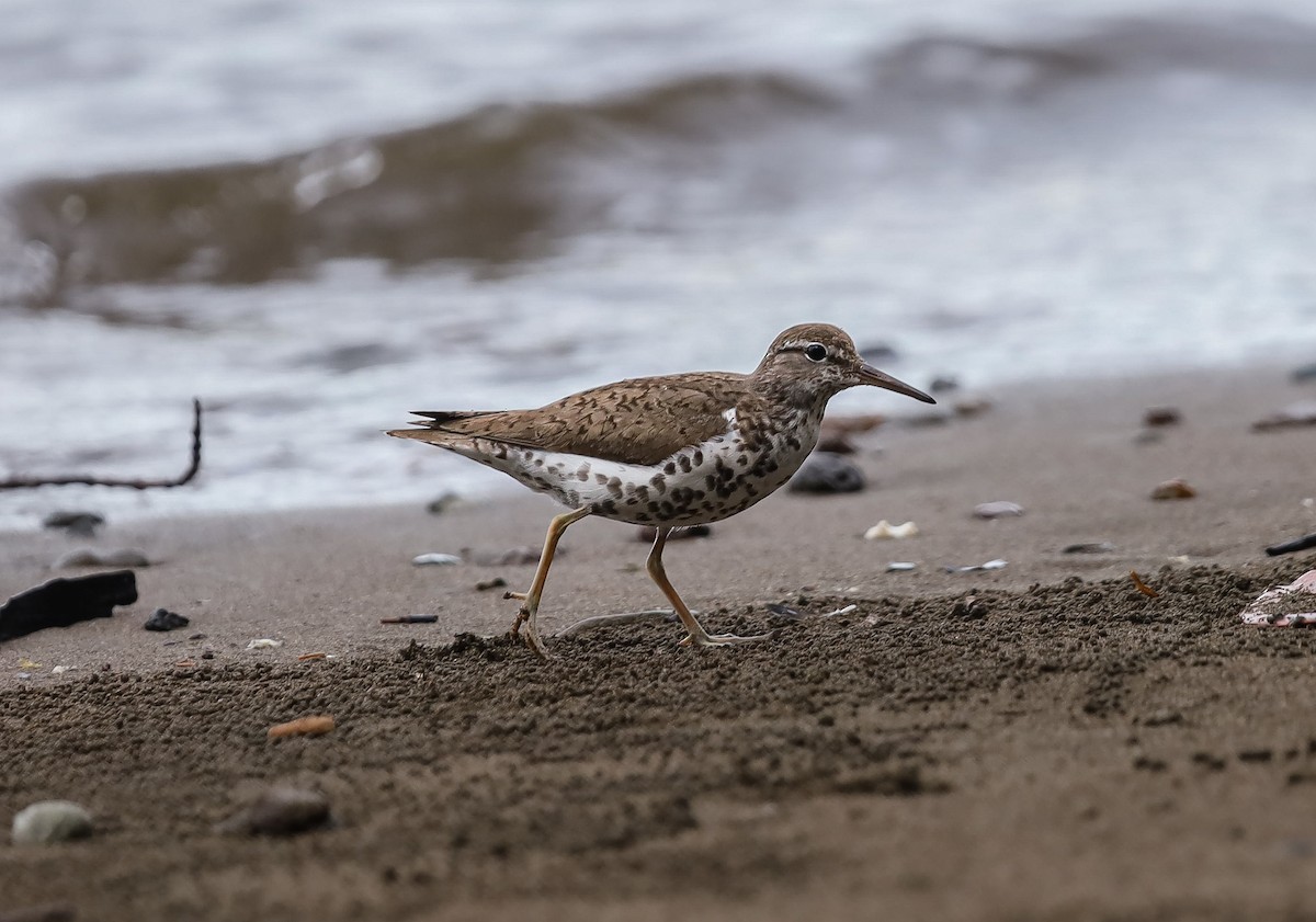 Spotted Sandpiper - ML636010670