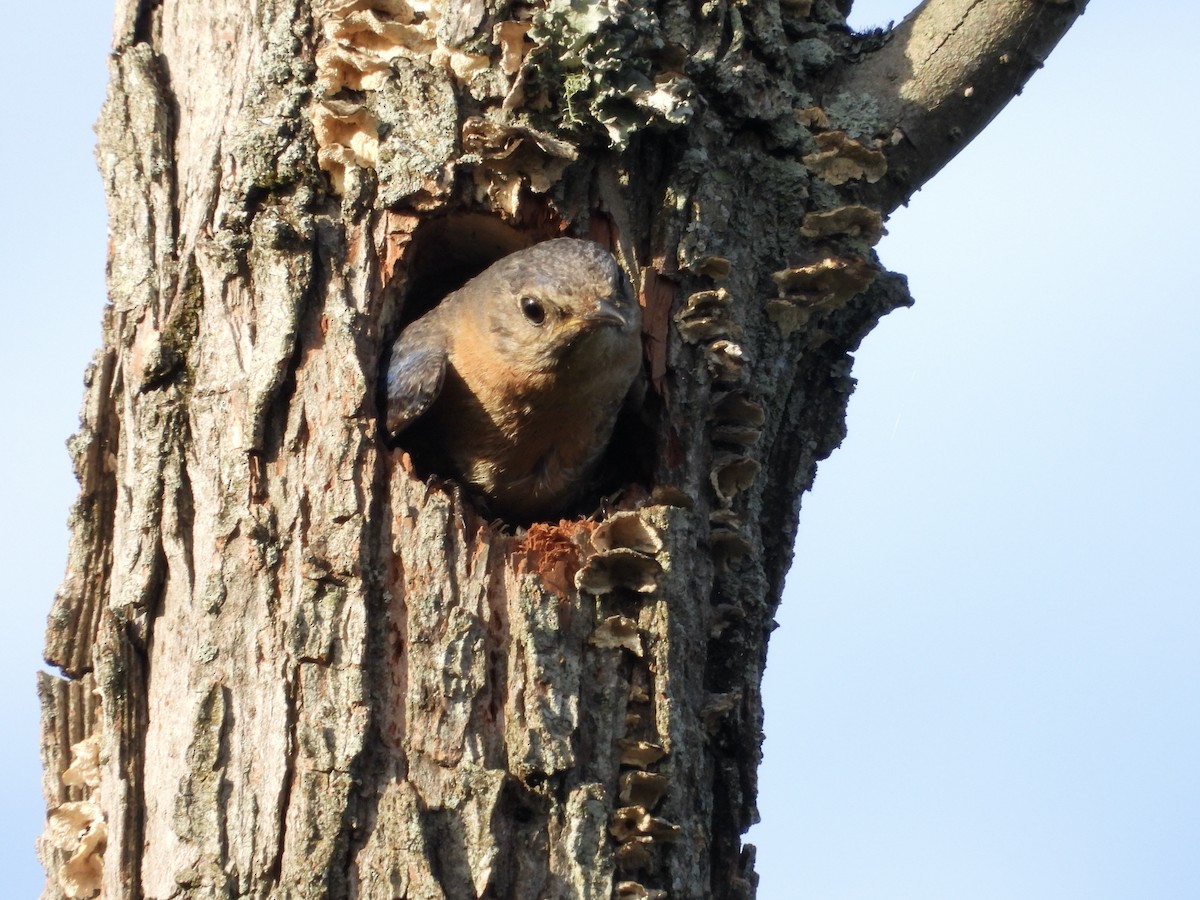 Eastern Bluebird - ML636010693
