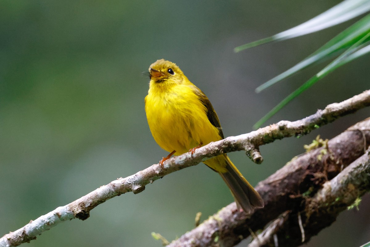 Citrine Canary-Flycatcher - ML636010921