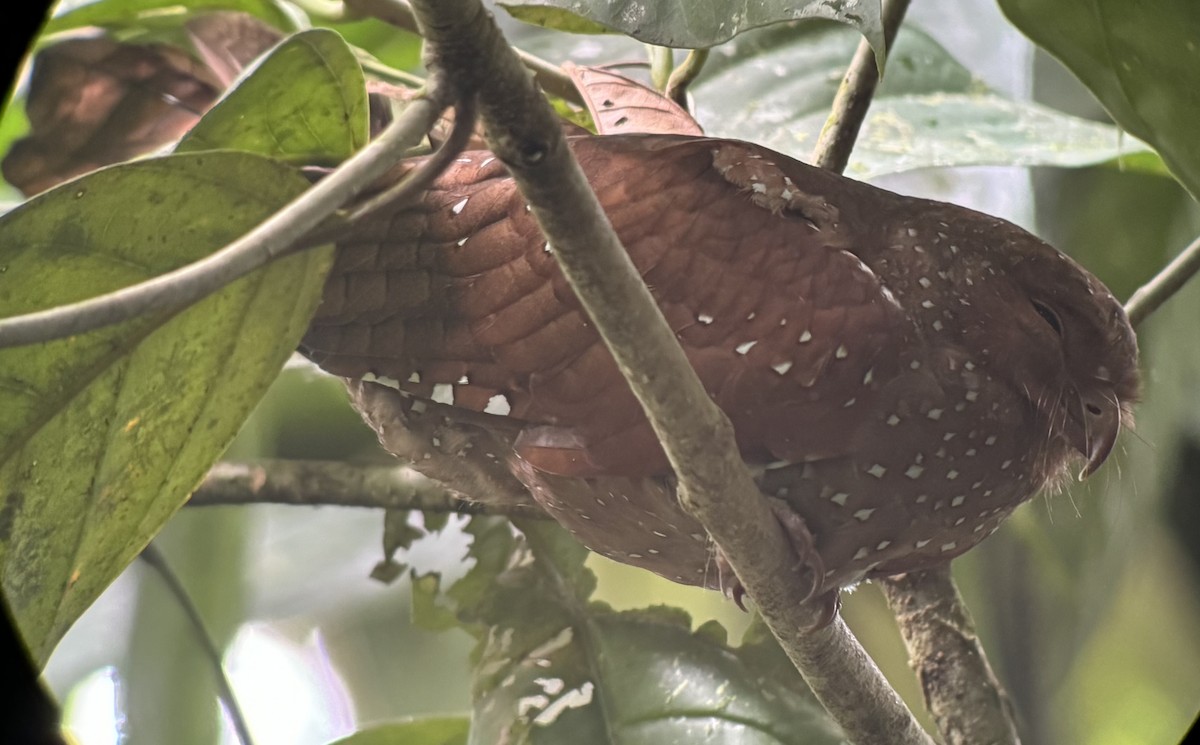 Oilbird - ML636010928