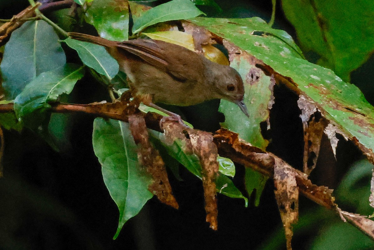 Sulawesi Babbler - ML636010969