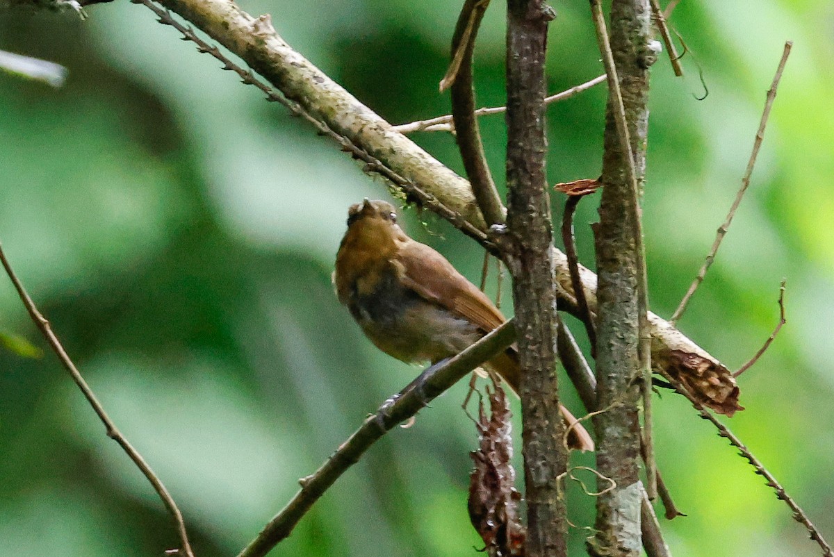 Sulawesi Babbler - ML636010970