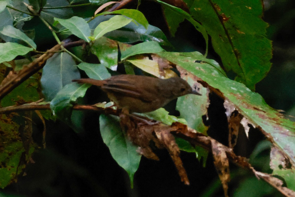 Sulawesi Babbler - ML636010971