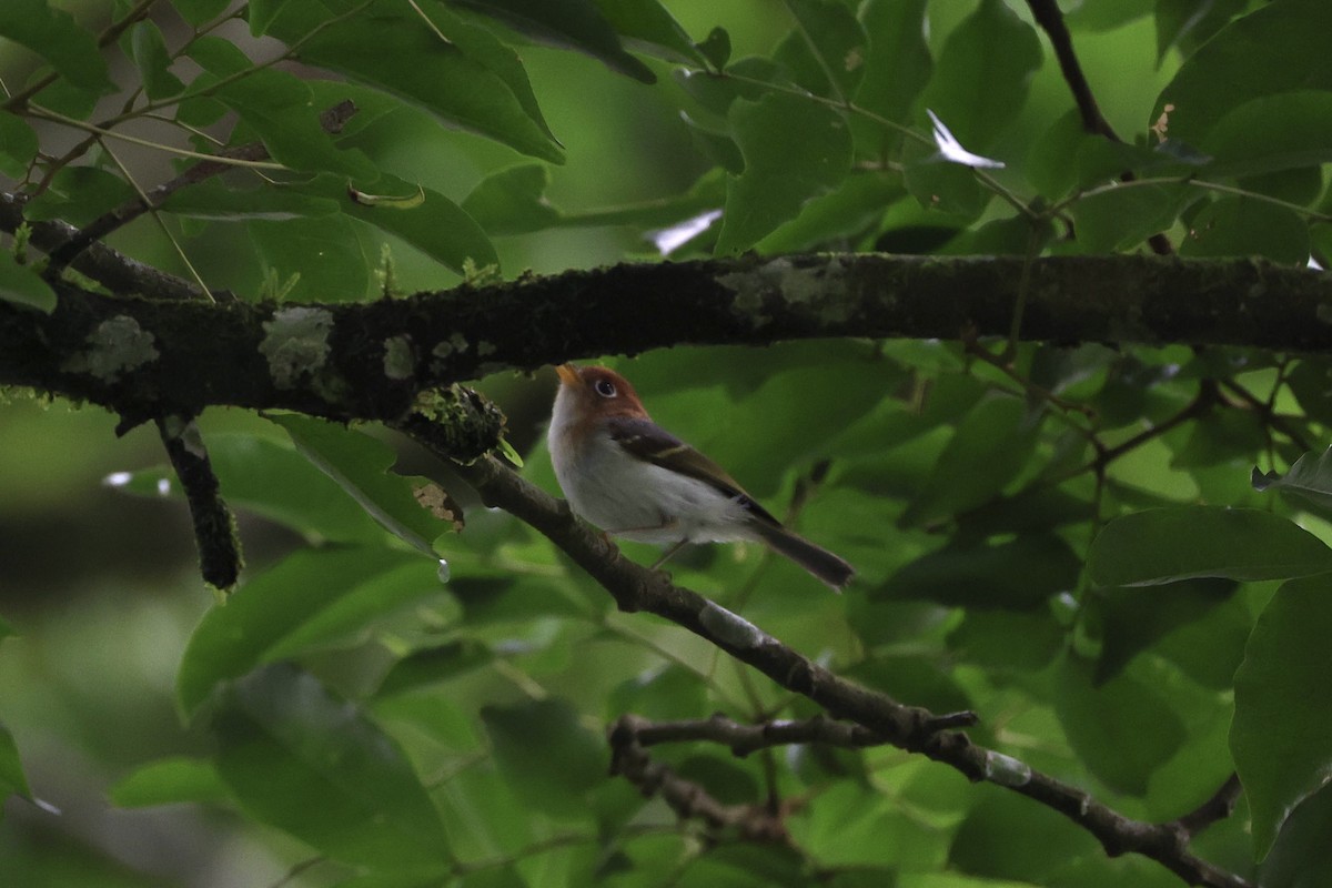Sunda Warbler - ML636010982