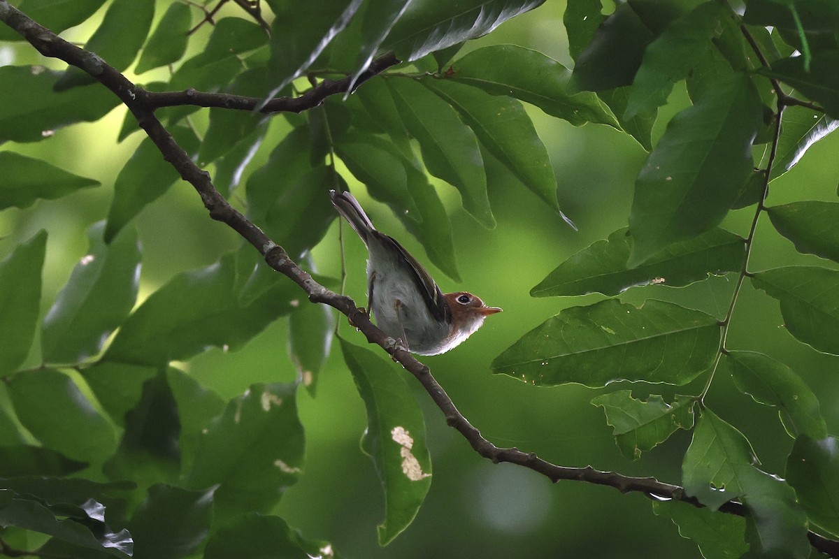 Sunda Warbler - ML636010983
