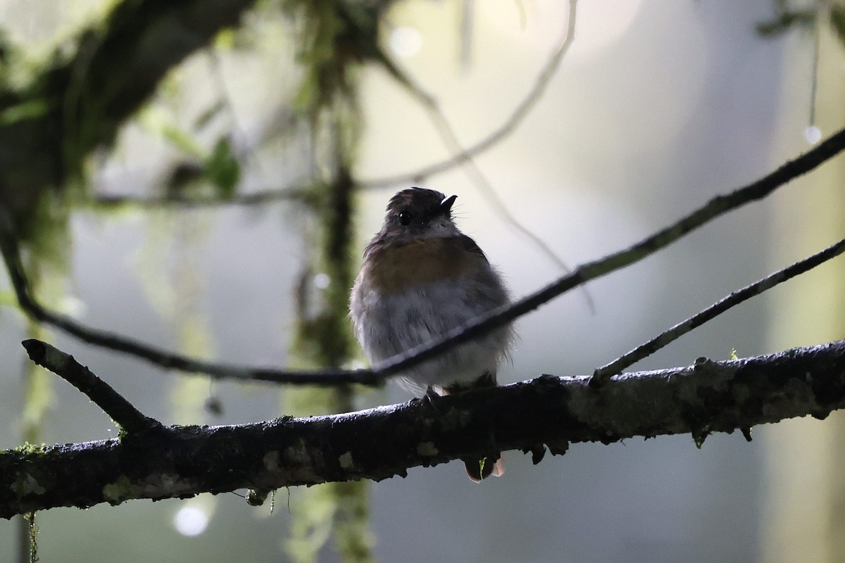 Fulvous-chested Jungle Flycatcher - ML636011011