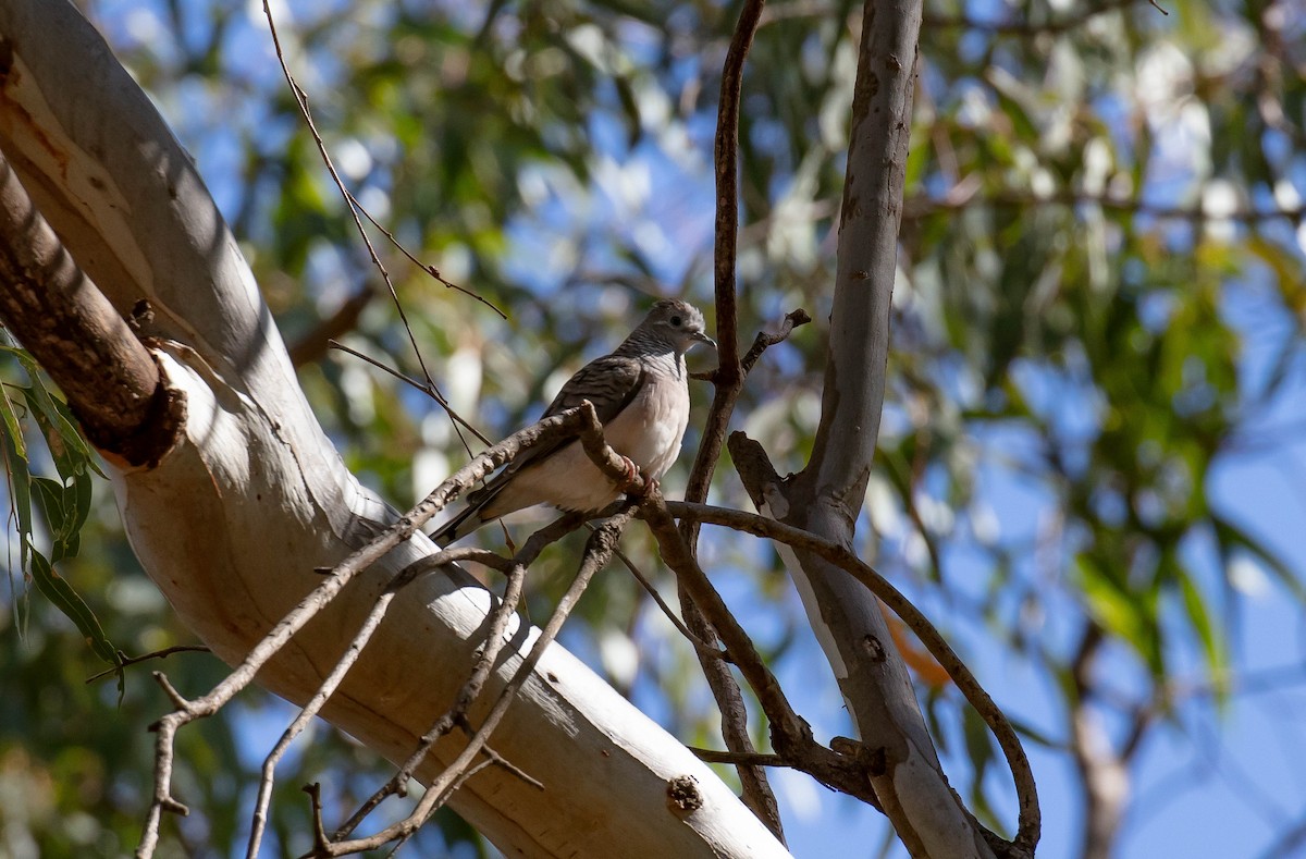 Peaceful Dove - ML636011062