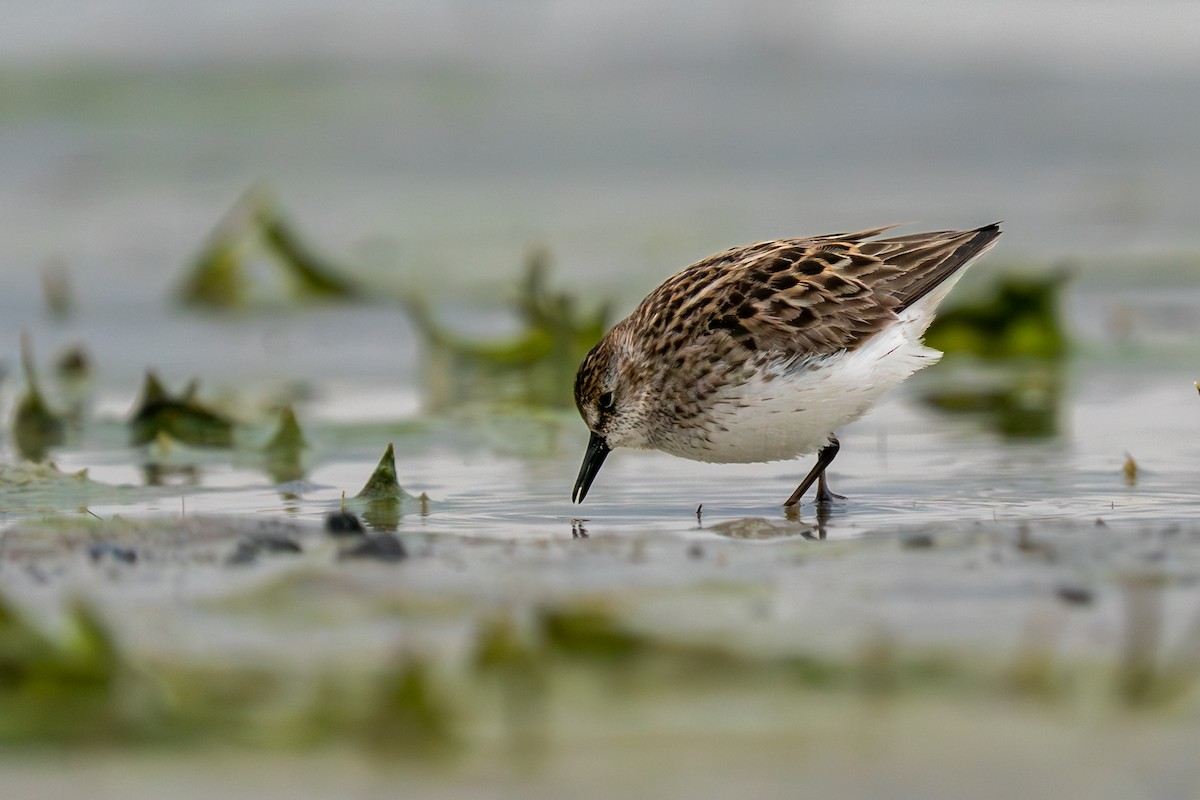 Semipalmated Sandpiper - ML636011107