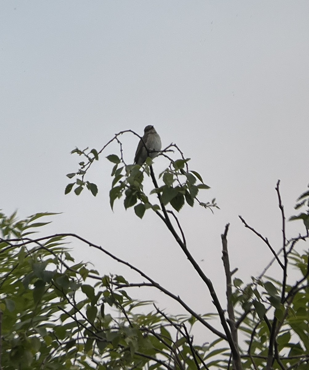 Spotted Flycatcher - ML636011110