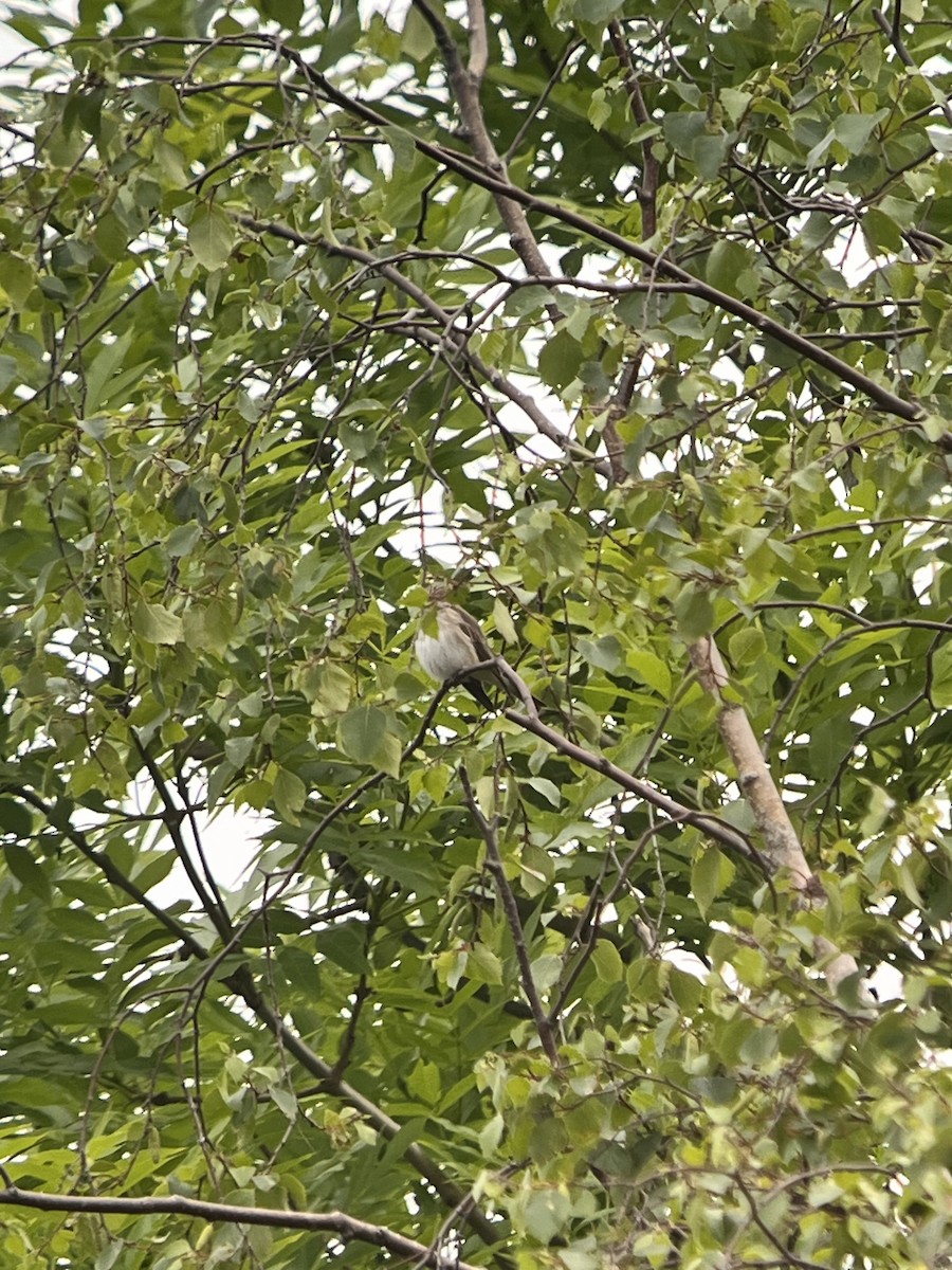 Spotted Flycatcher - ML636011111