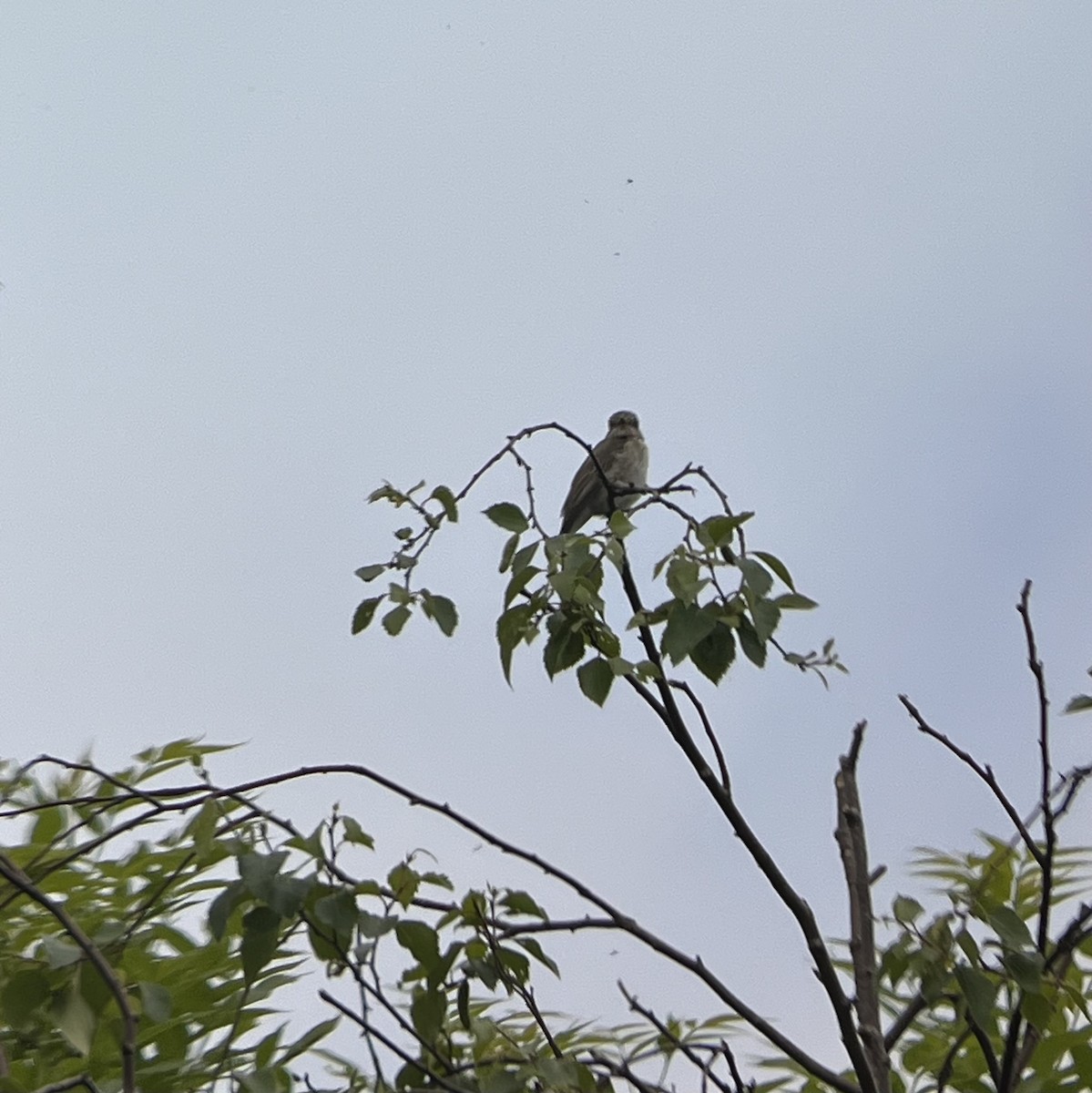Spotted Flycatcher - ML636011112