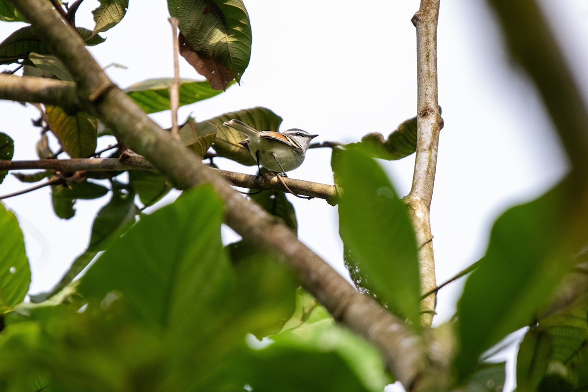 Rufous-winged Tyrannulet - ML636011292
