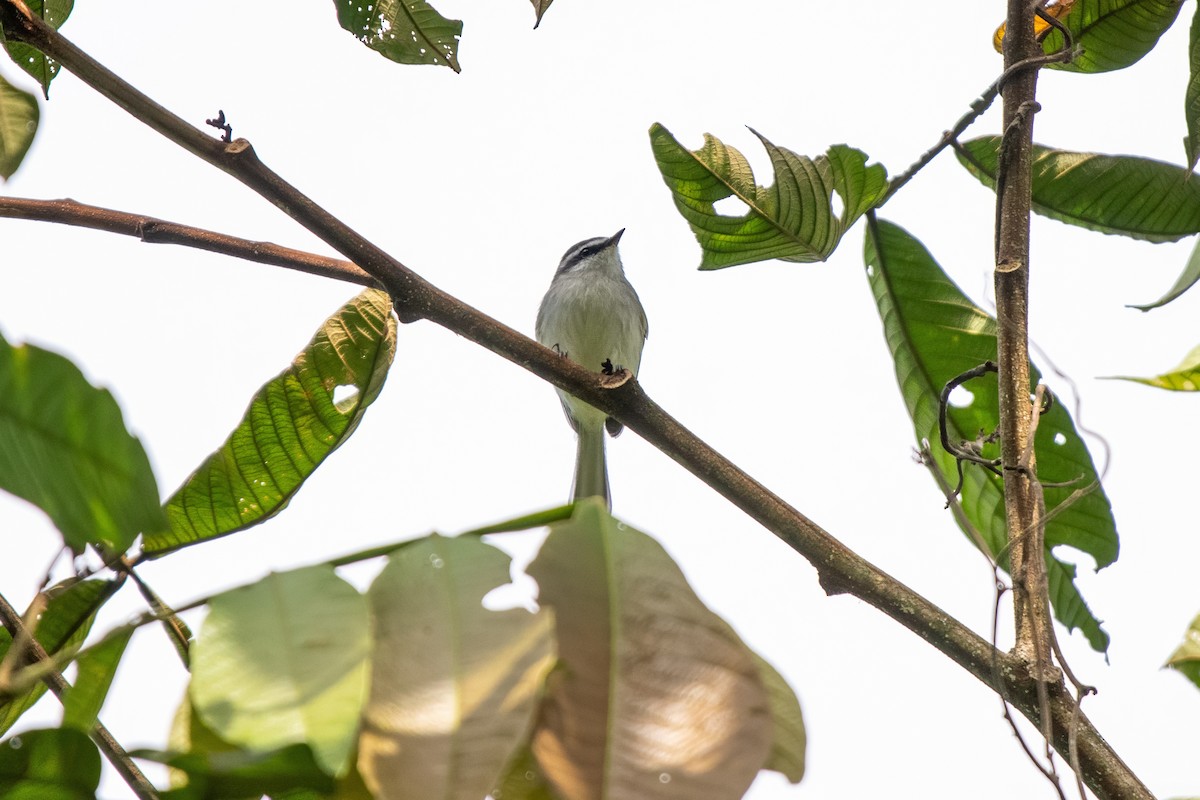 Rufous-winged Tyrannulet - ML636011293