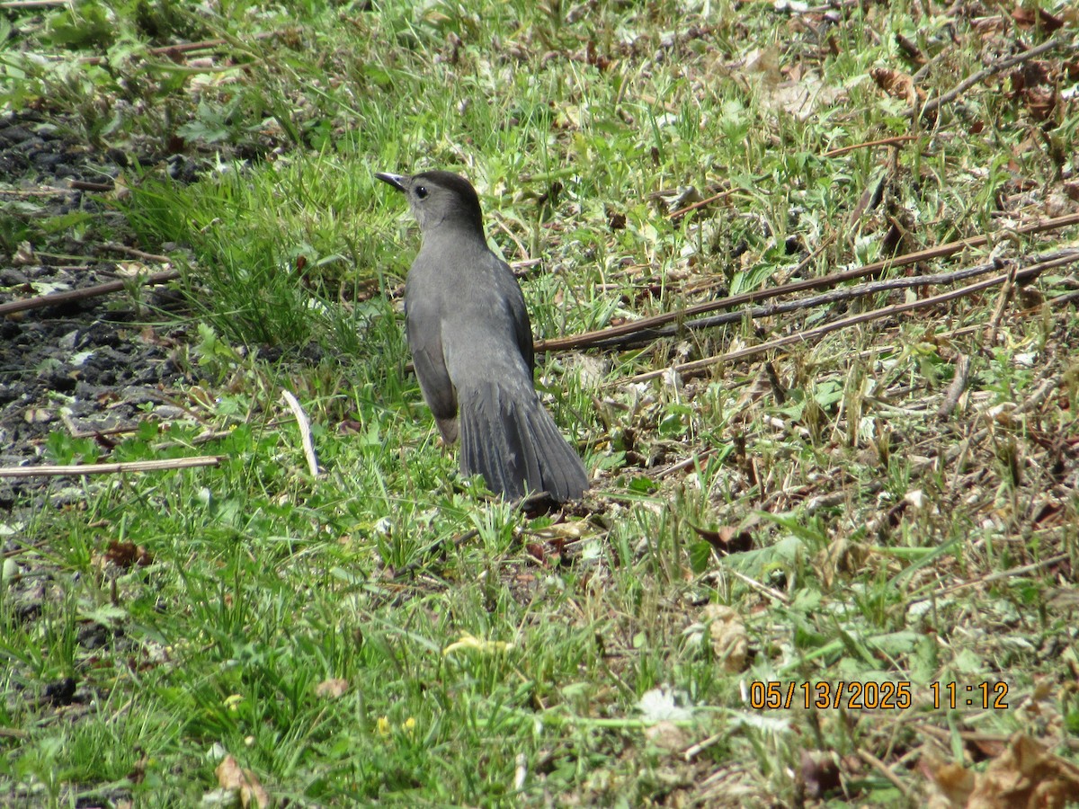 Gray Catbird - ML636011326
