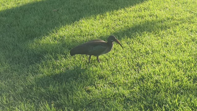 Hadada Ibis - ML636011335