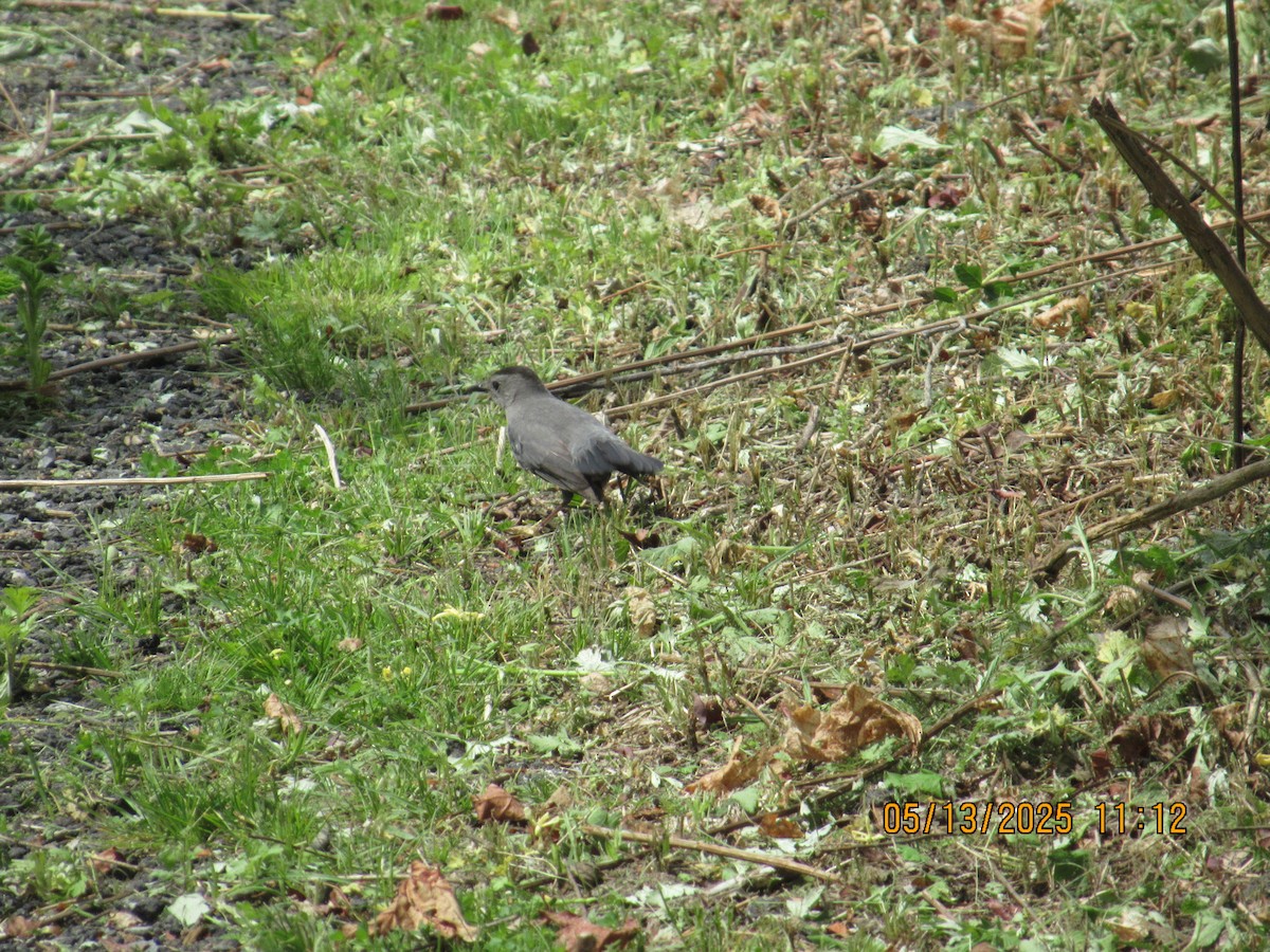 Gray Catbird - ML636011338