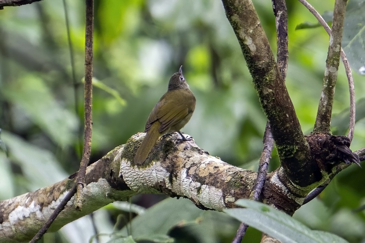 Shelley's Greenbul (Shelley's) - ML636011435