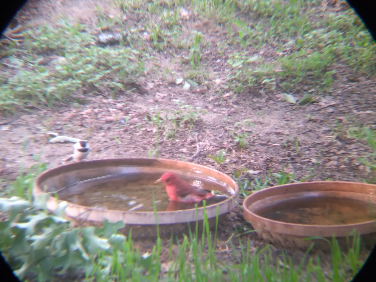 Summer Tanager - ML636011495