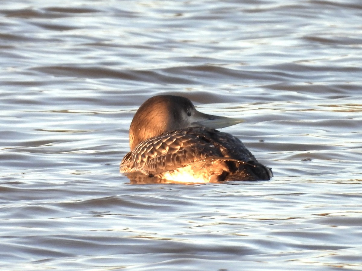 Yellow-billed Loon - ML636011568