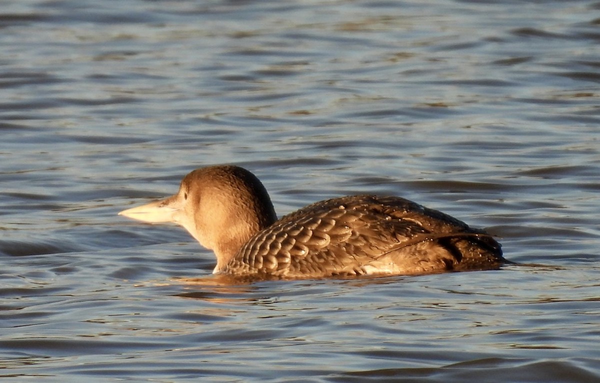 Yellow-billed Loon - ML636011569