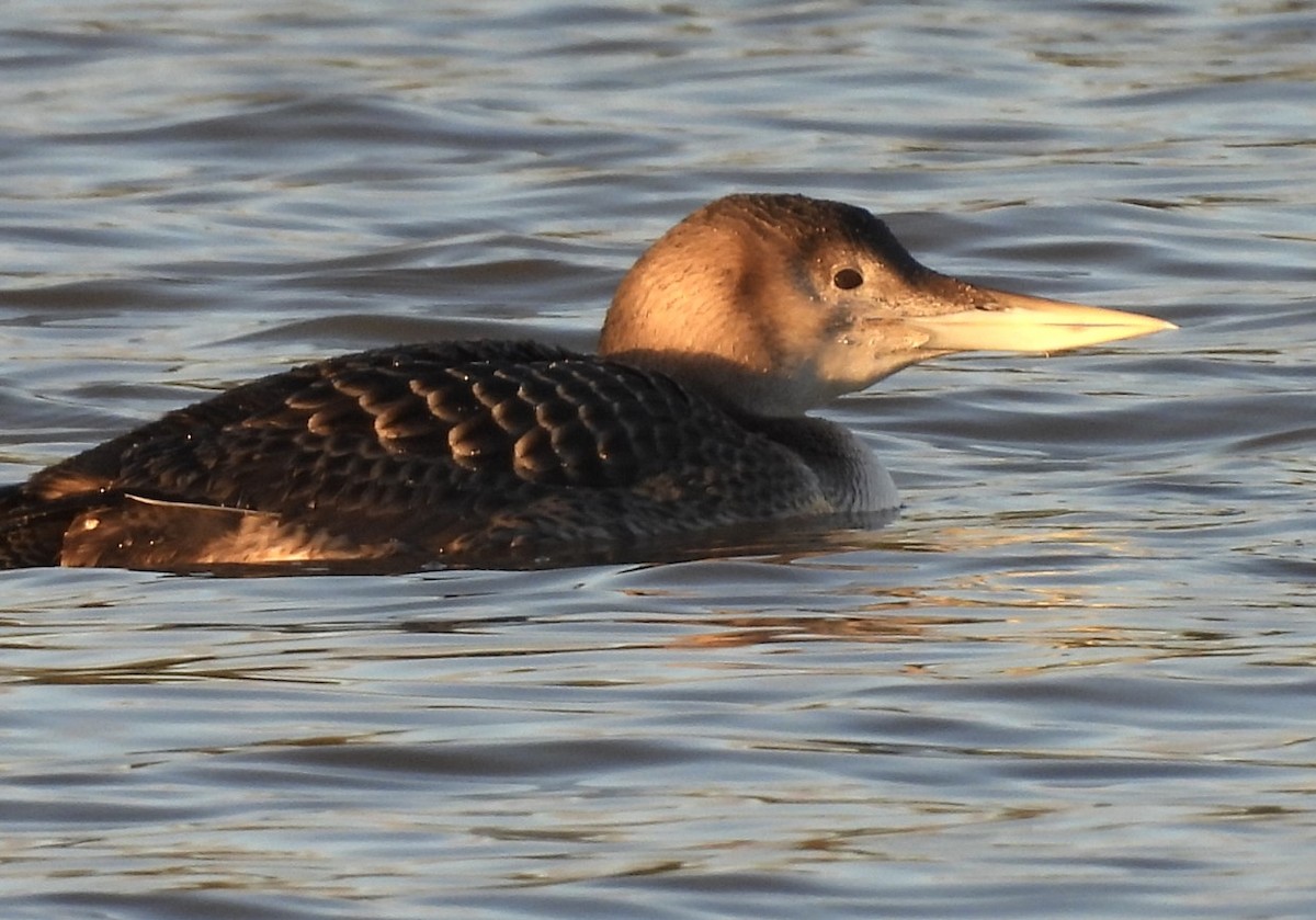 Yellow-billed Loon - ML636011570