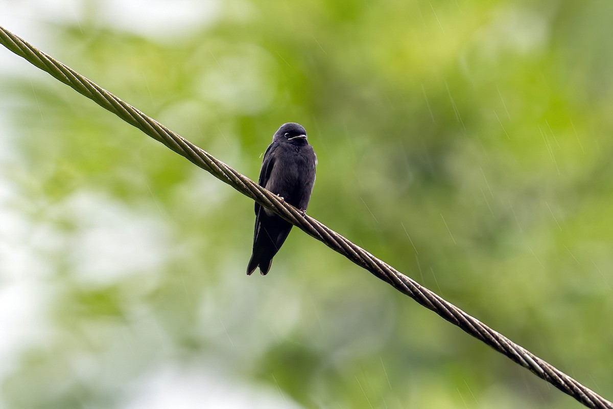 Hirondelle hérissée - ML636011616