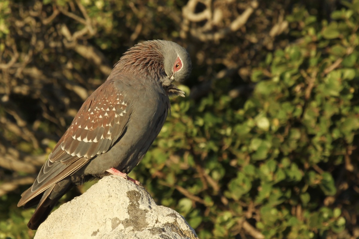 Speckled Pigeon - ML636011634