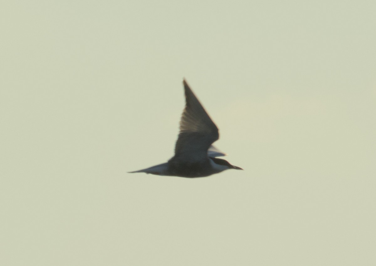 Whiskered Tern - ML636011647