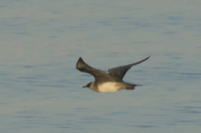 Parasitic Jaeger - ML636011648