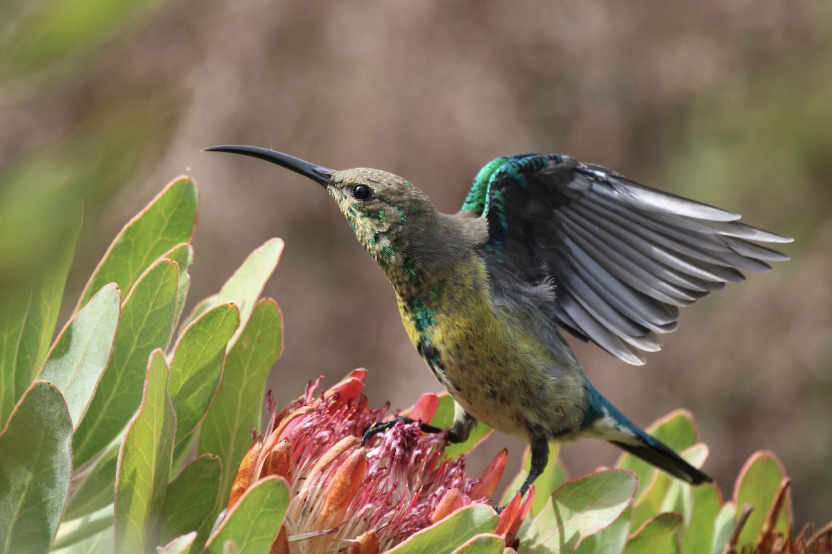 Malachite Sunbird - ML636011655