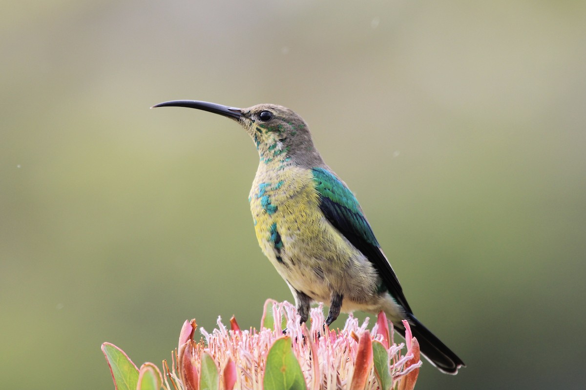 Malachite Sunbird - ML636011656