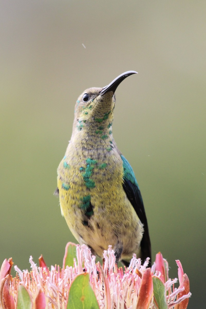 Malachite Sunbird - ML636011657