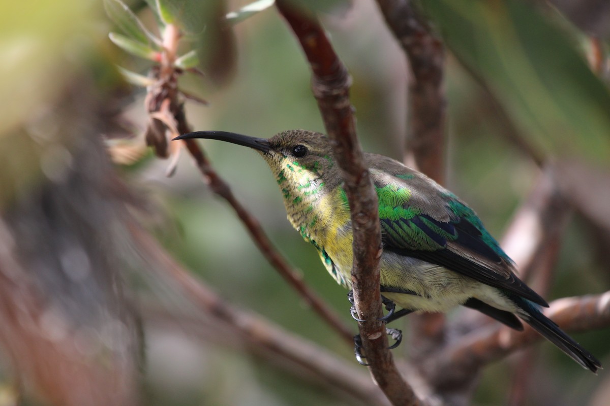 Malachite Sunbird - ML636011658
