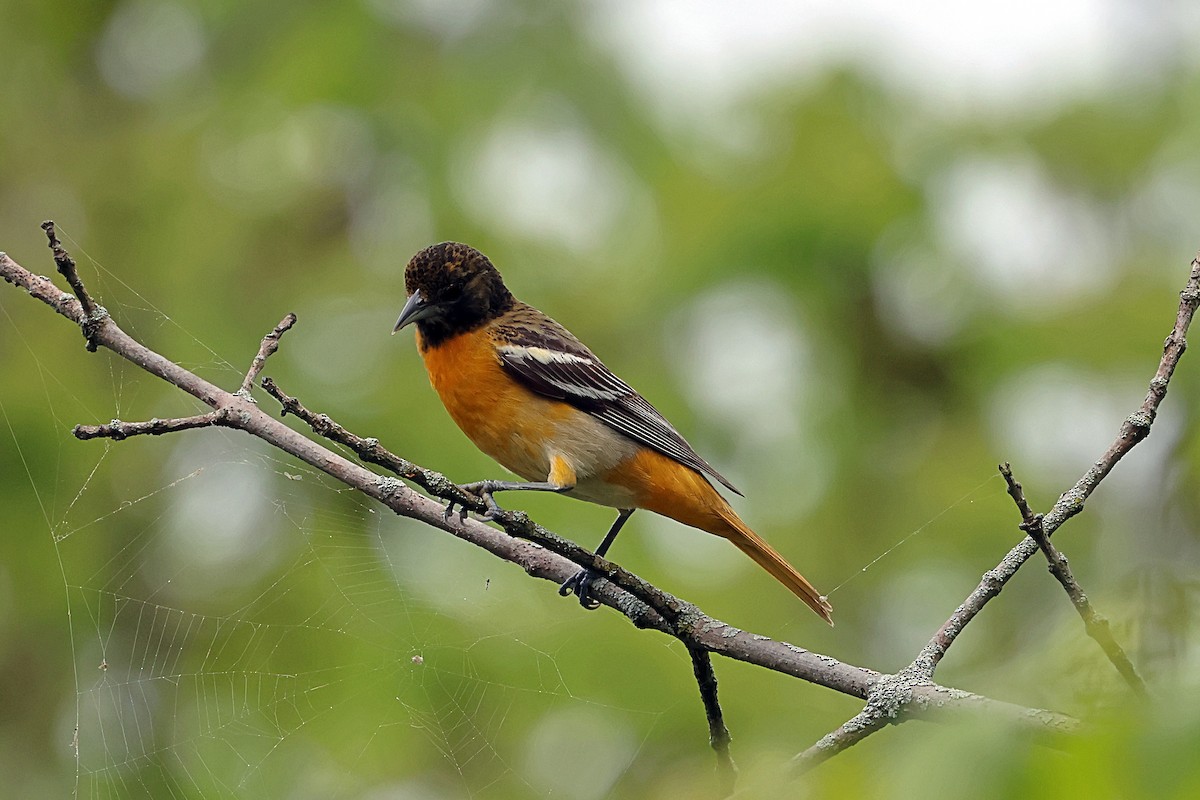 Baltimoretrupial - ML636011666