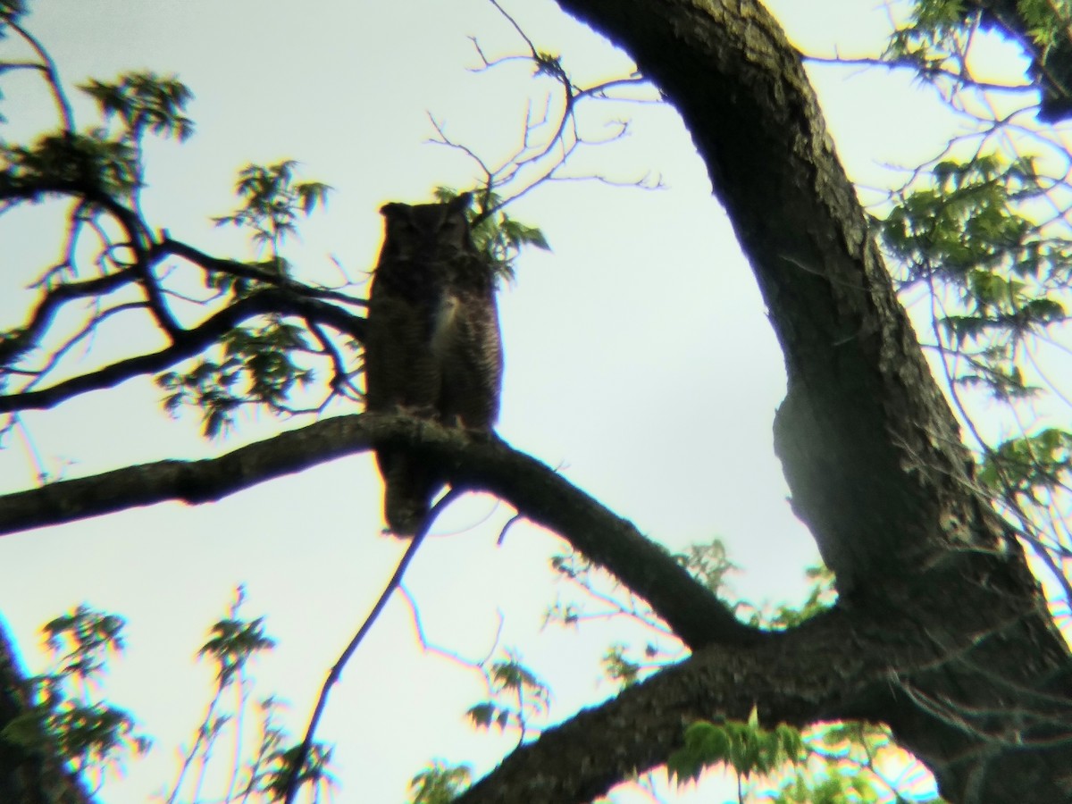 Great Horned Owl - ML636011668