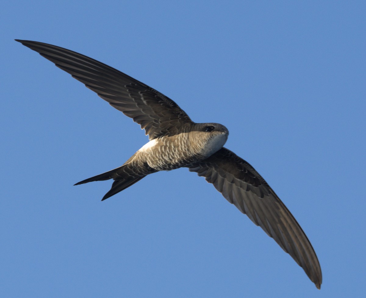 Pacific Swift - ML636011822
