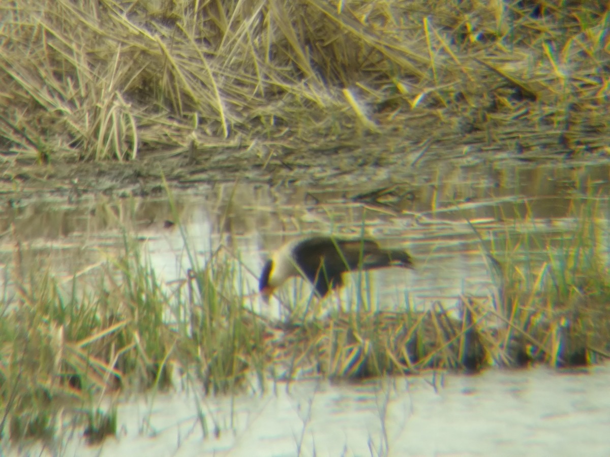 Crested Caracara - ML636011861